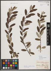 Foto von Salix triandra subsp. amygdalina (L.) Schübl. & G. Martens